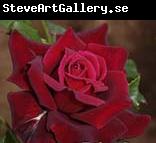 unknow artist Realistic Red Rose